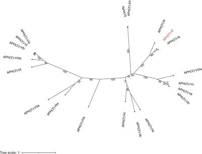 Identification and characterization of a novel chromosomal aminoglycoside 3’-O-phosphotransferase, APH(3′)-Id, from Kluyvera intermedia DW18 isolated from the sewage of an animal farm